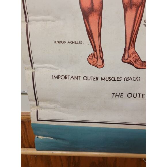 Vintage Muscle Chart, Nystrom Pull Down, School Classroom, Anatomy Chart - Picture 5 of 7